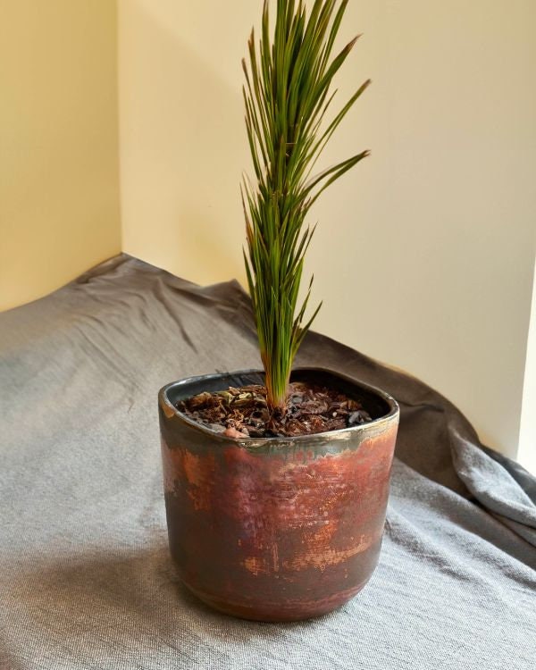 maroon plant pot Rustic Maroon Medium Planter/Pot